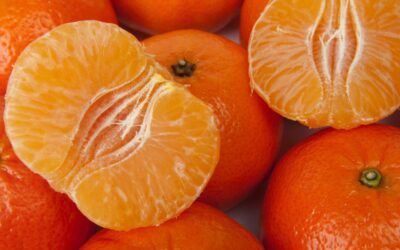 FoodEducators projektni dan 2025. – Zlatna mandarina